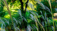 innisfree